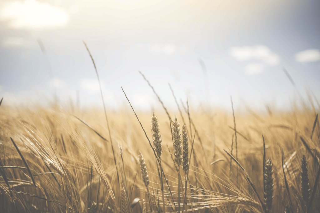 The tradition of ancient wheat varieties as ground cover in Los Vélez, Almería